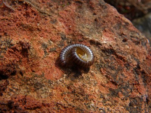 worm spiral arthropod