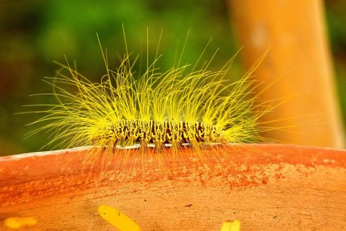 caterpillar insect hairy