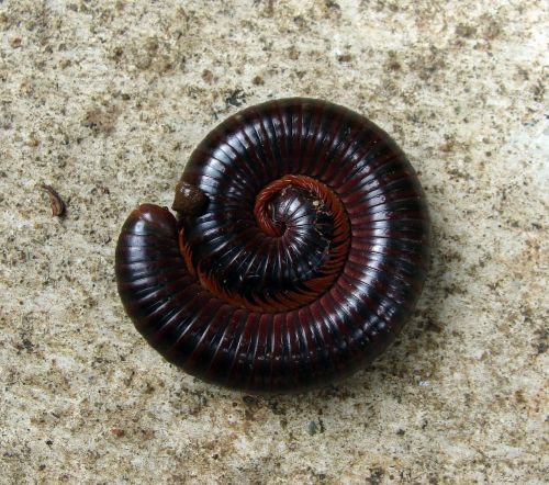 worm millipede curled
