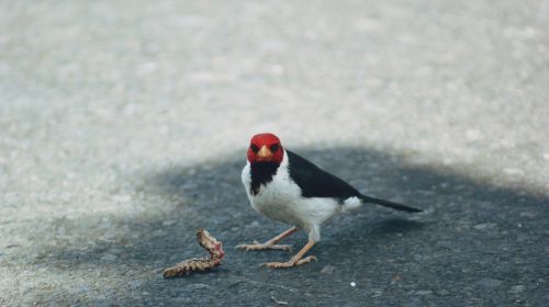 worm bird prey
