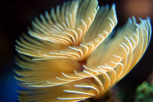 worm reef underwater