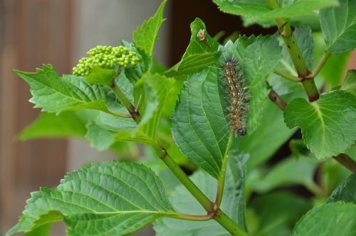 worm bug leaves