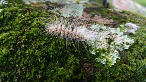worm insect hair