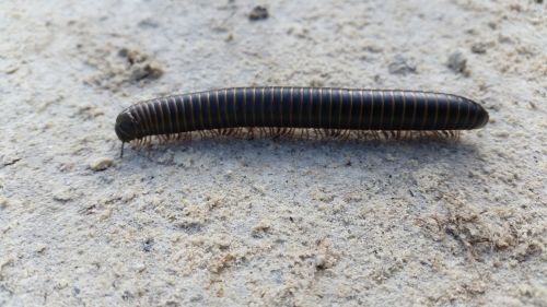 worm caterpillar centipede