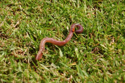 worm earthworm wriggly
