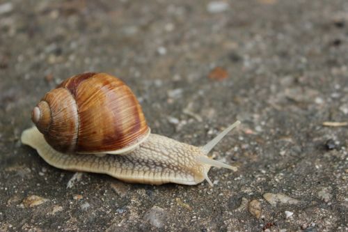 worm path snail