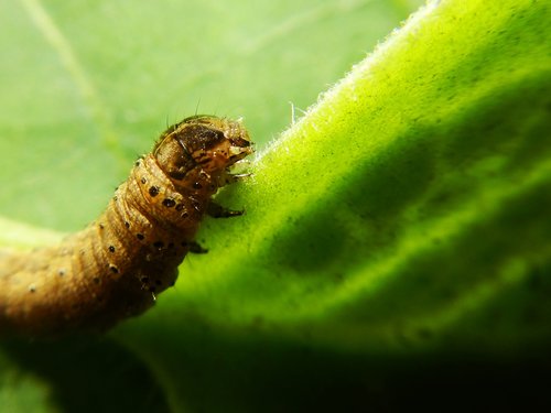 worm  larva  butterfly