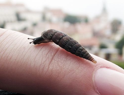 worm finger invertebrate