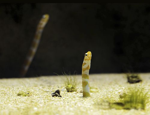 worm fish aquarium