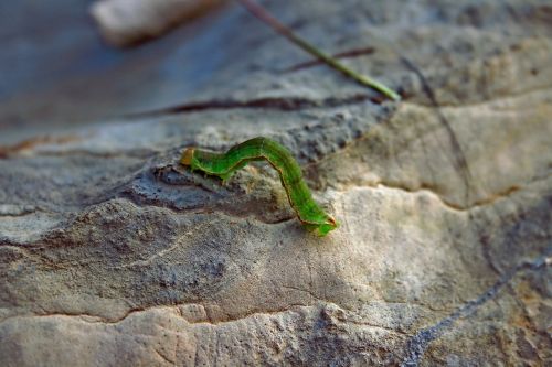 worm green stone