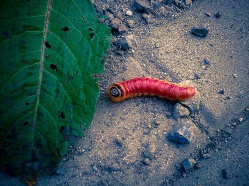 worm leaf red