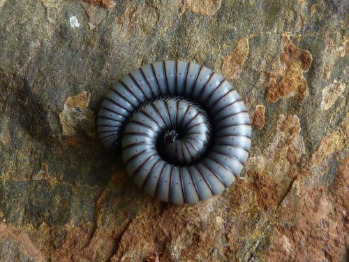 worm spiral rock
