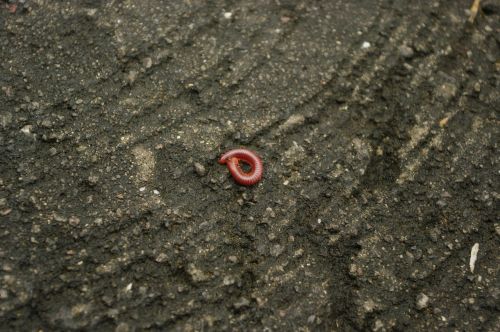 worm critter ground