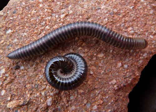 worm spiral black