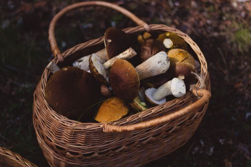 woven basket mushrooms