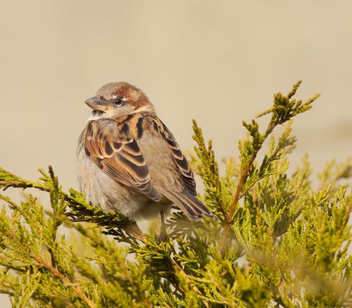 wren sparrow bird