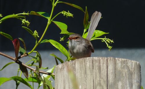 wren female on