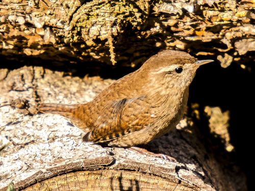 wren bird songbird