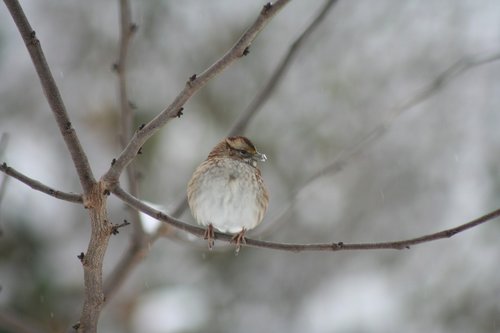 wren  winter  bird