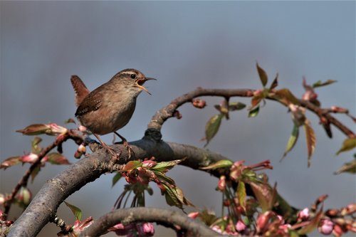 wren  bird  singing
