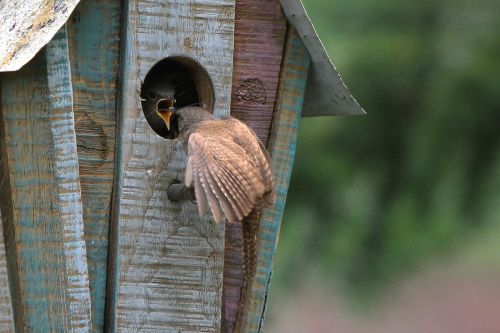 wren birdhouse wildlife