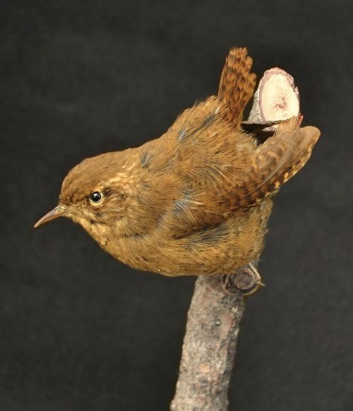 wren winter wren small