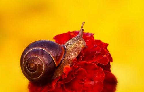wstężyk huntsman  molluscs  snail