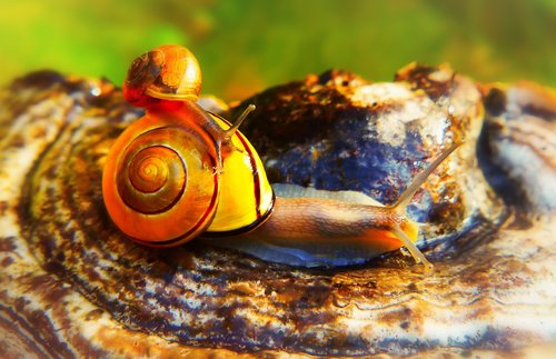 wstężyk huntsman  zaroślarka total  molluscs