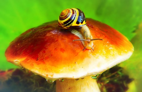 wstężyk huntsman  snail  mushroom