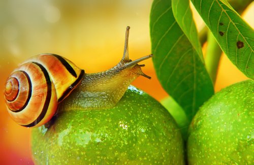 wstężyk huntsman  molluscs  fruit