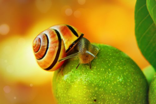 wstężyk huntsman  molluscs  fruit