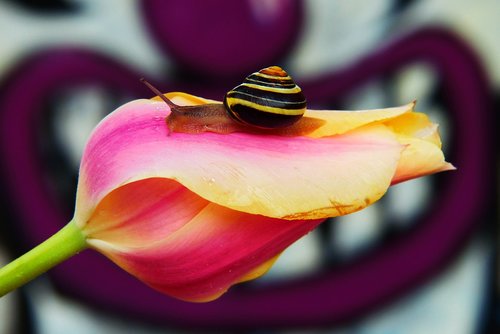 wstężyk huntsman  molluscum  tulip