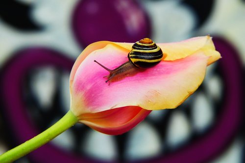 wstężyk huntsman  molluscum  tulip