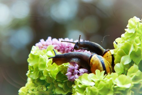 wstężyk huntsman  molluscum  flower