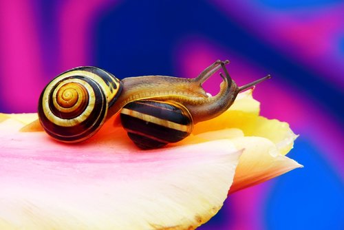 wstężyki gajowe  molluscs  flower