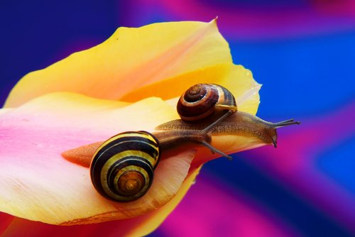 wstężyki gajowe  molluscs  flower