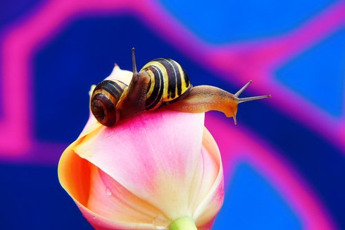 wstężyki gajowe  molluscs  flower