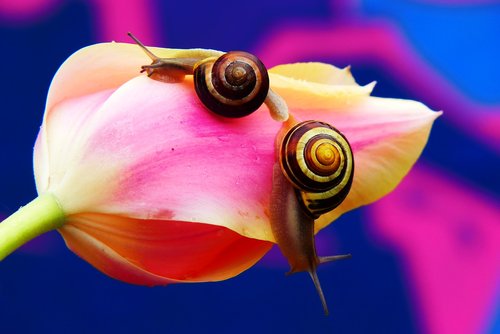 wstężyki gajowe  molluscs  flower