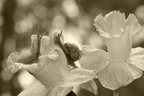 wstężyki gajowe  molluscs  flowers