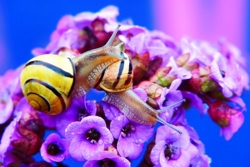 wstężyki gajowe  molluscs  flower