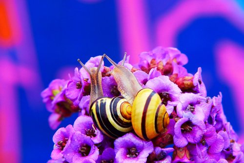 wstężyki gajowe  molluscs  flower