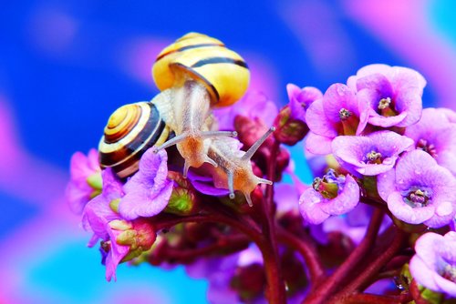 wstężyki gajowe  molluscs  flower