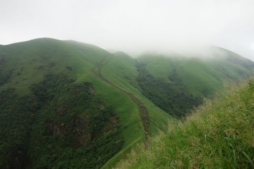 wugongshan cloud vegetation