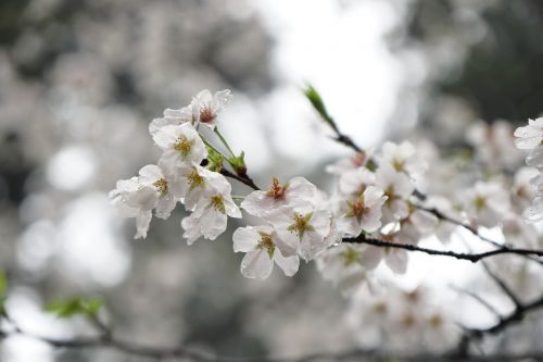 wuhan cherry blossom flower