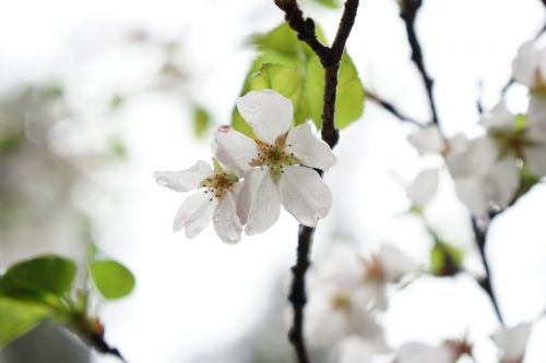 wuhan cherry blossom wuhan university