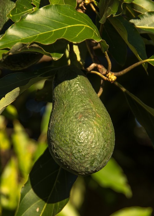 wurtz avocado  tree  avocados