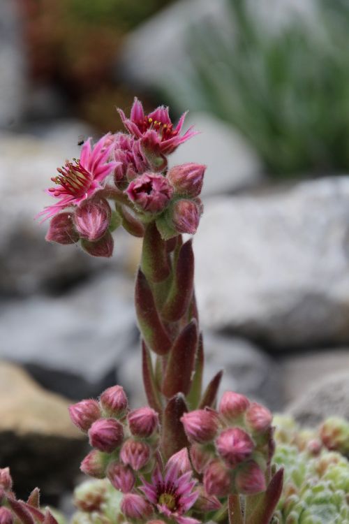 wurz stone garden blossom