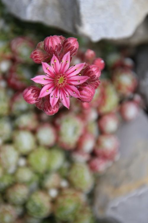 wurz stone garden blossom