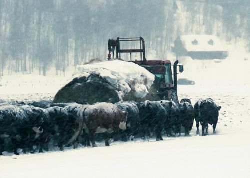 wyoming cattle hay truck