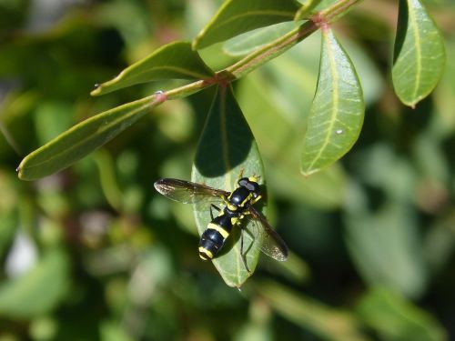 xanthogramma diptera leaf